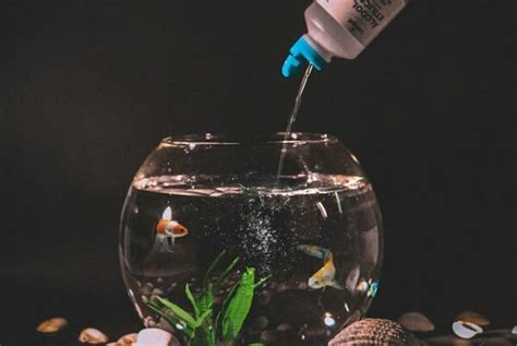 誰家裡養魚|不只一只魚